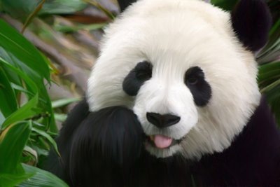 Panda3.jpg