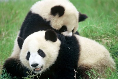 Are-Pandas-Endangered.jpg